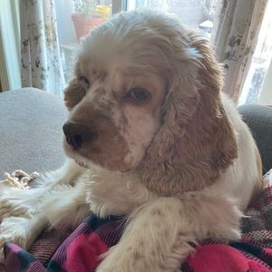 Meet your Posher, Dalia